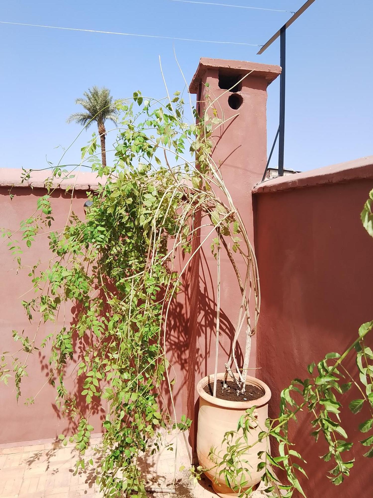 Riad Paquerette Marrakesh Buitenkant foto